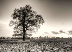 The Old Hanging Tree ...