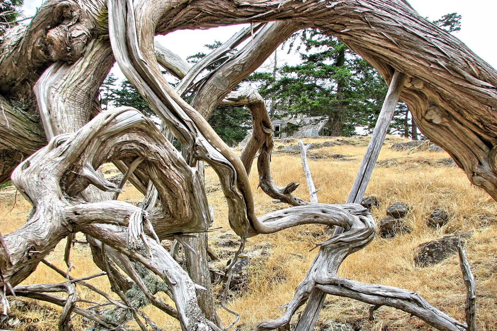 The Old Homestead on Jedediah Island