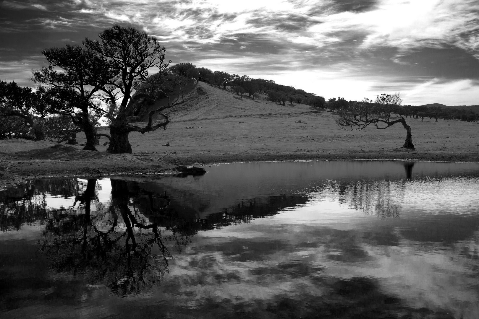 The old laurel trees