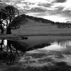 The old laurel trees