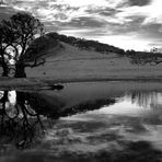 The old laurel trees