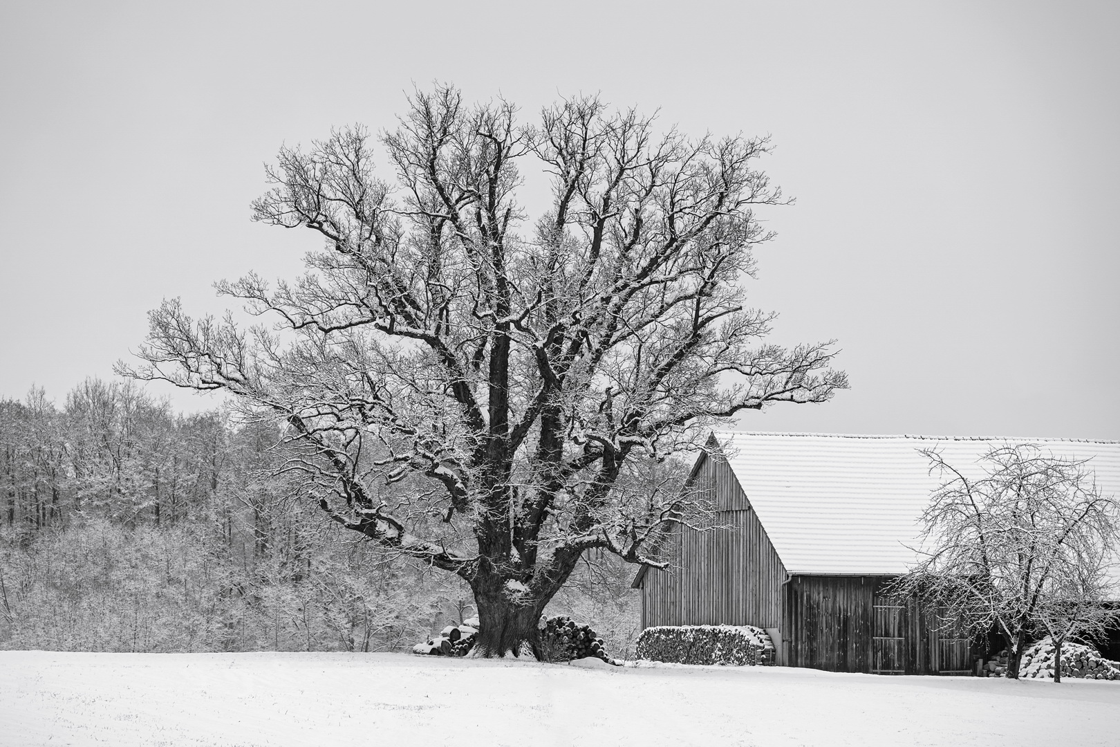 The Old Oak Tree