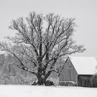 The Old Oak Tree