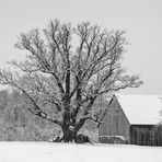 The Old Oak Tree