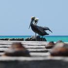 The old Pier of Anna Maria Island