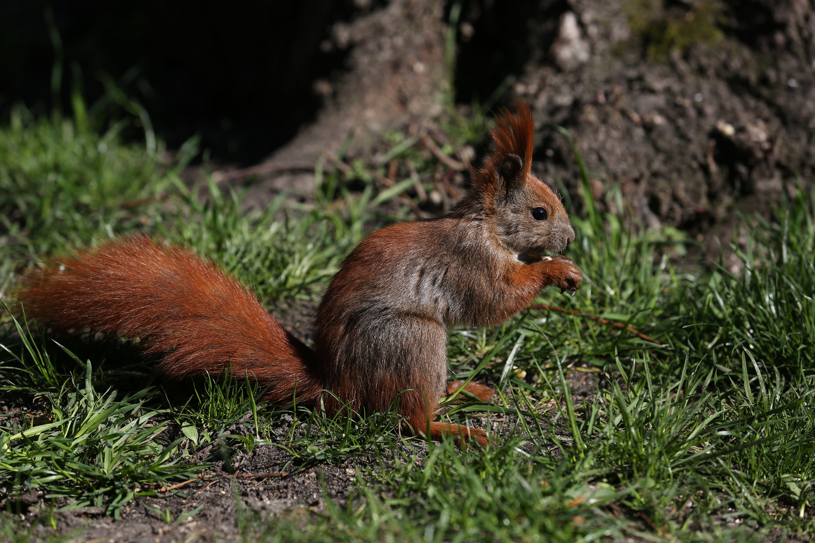 The Old Red Squirrel - Berlin Germany