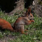 The Old Red Squirrel - Berlin Germany