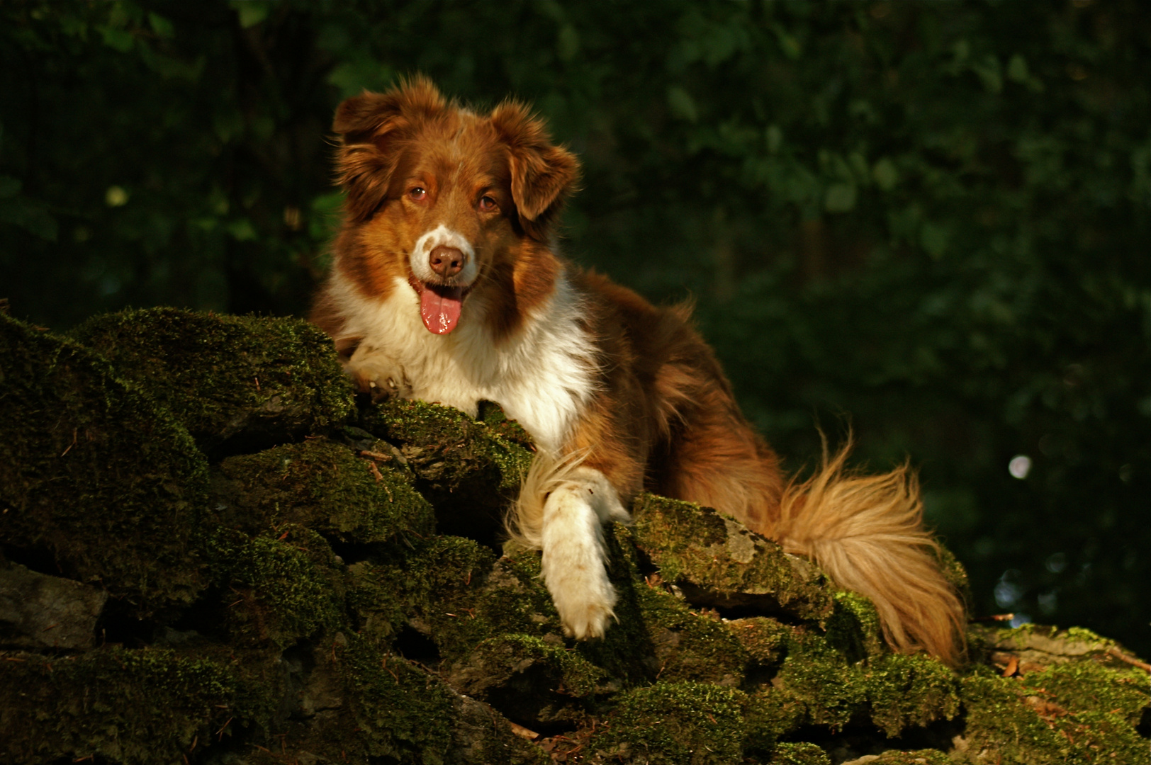 The old stone wall