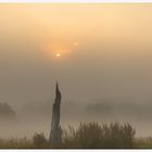 The old stump and the sun