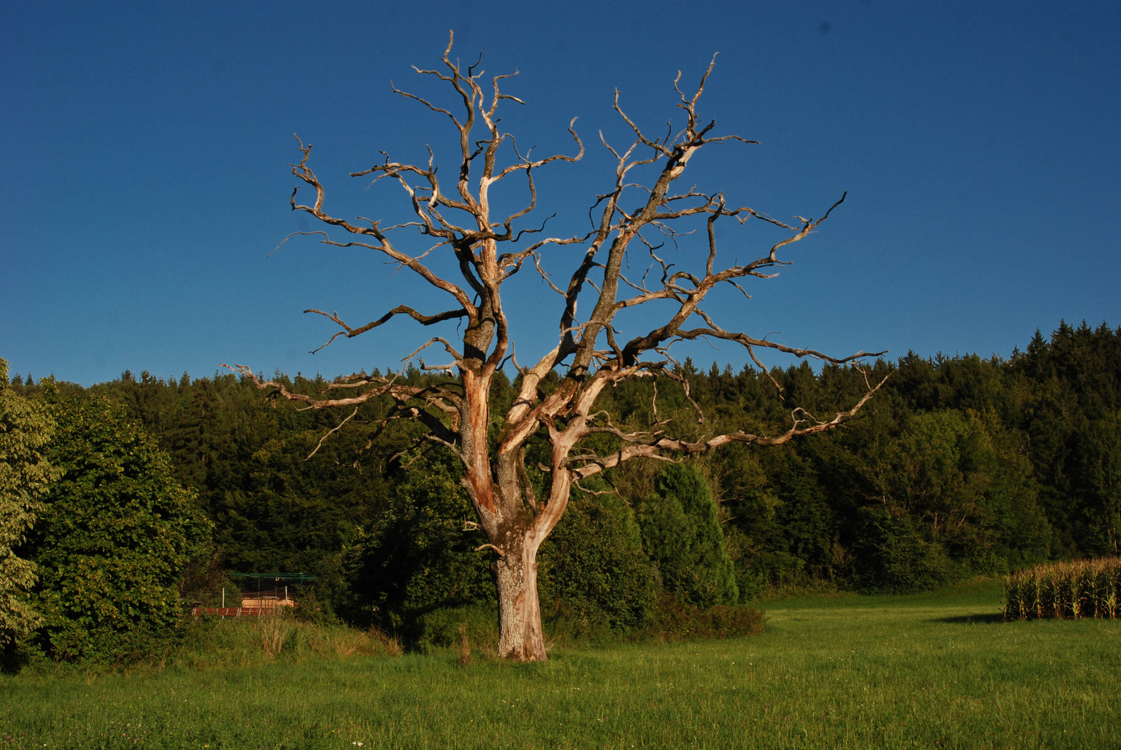 The old tree