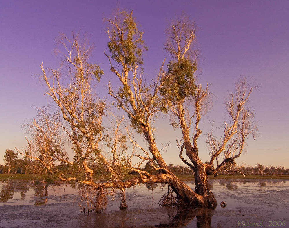 The Old Tree