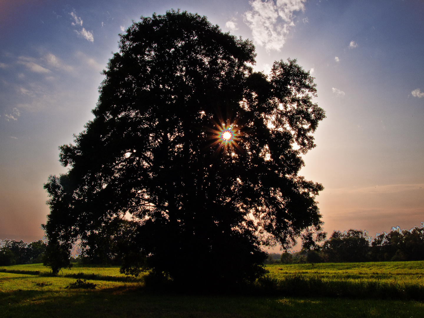 The old tree