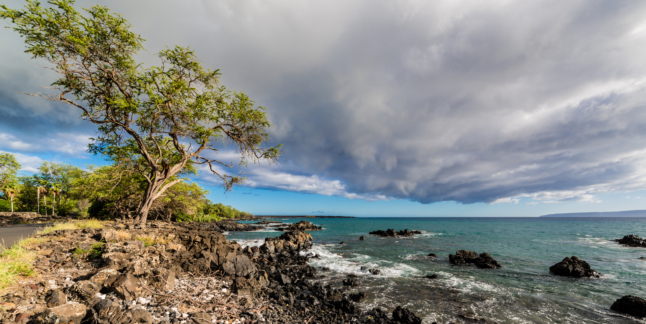 The Old Tree and the Sea