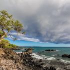 The Old Tree and the Sea