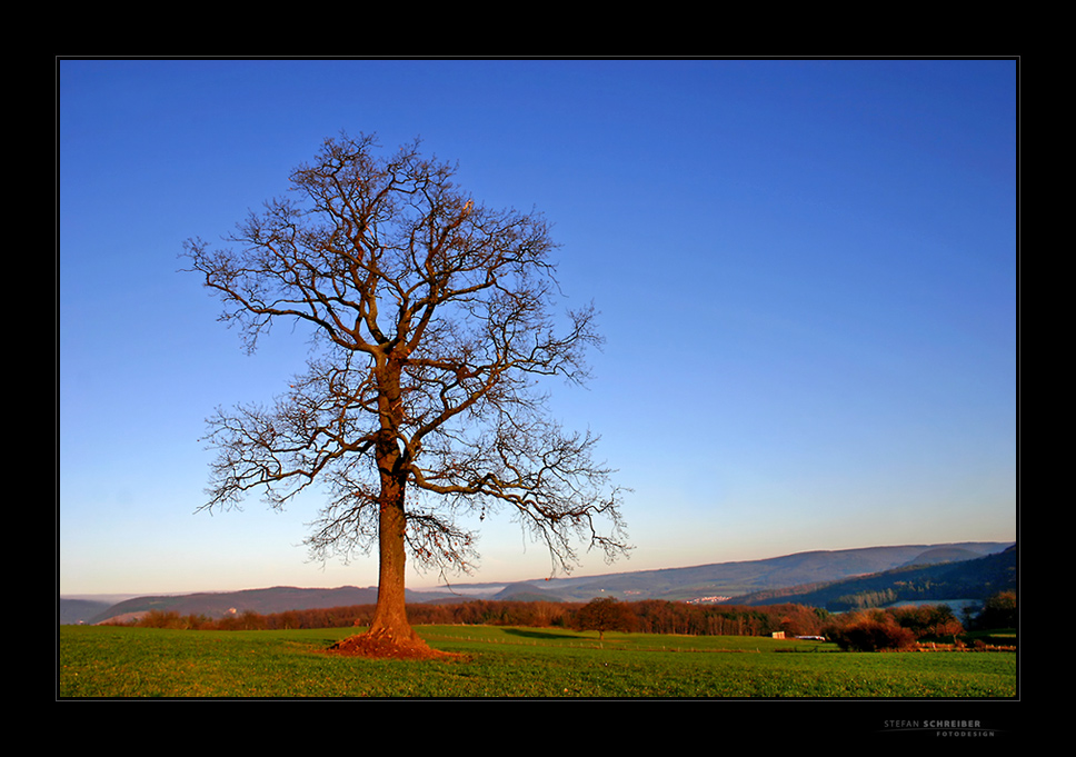 [ THE OLD TREE ... ]