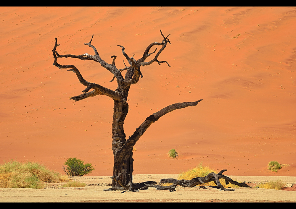 the old trees of the dead Vlei...