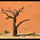 the old trees of the dead Vlei...