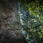 the old wise oak and young fir