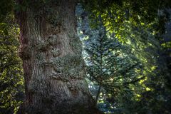 the old wise oak and young fir