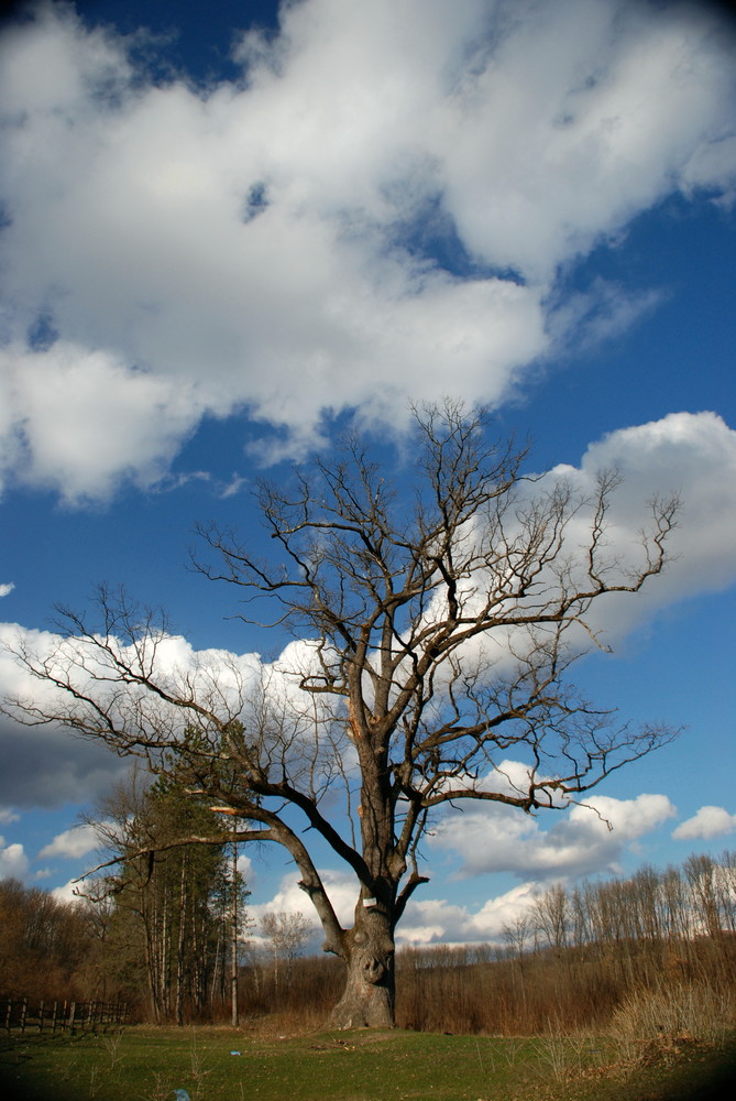 The oldest Tree