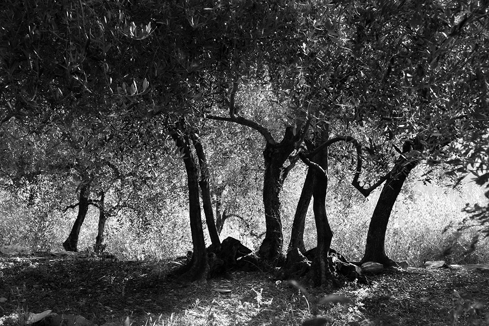 The Olive grove conspiracy.