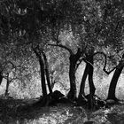 The Olive grove conspiracy.