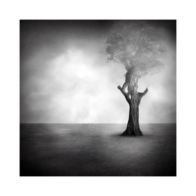 The olive tree is eternal