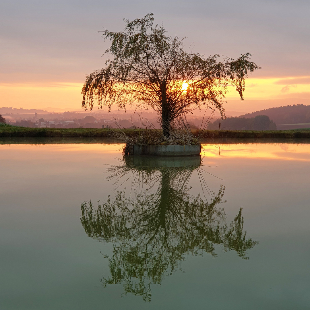 The one Tree in the sea