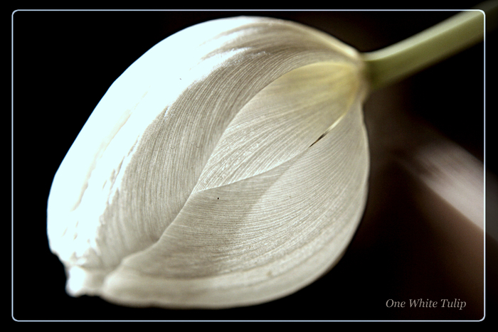 ~The One White Tulip~