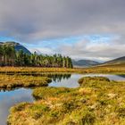 The only forest in Scotland