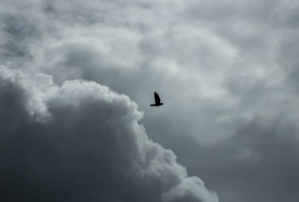 the only raven in the sky