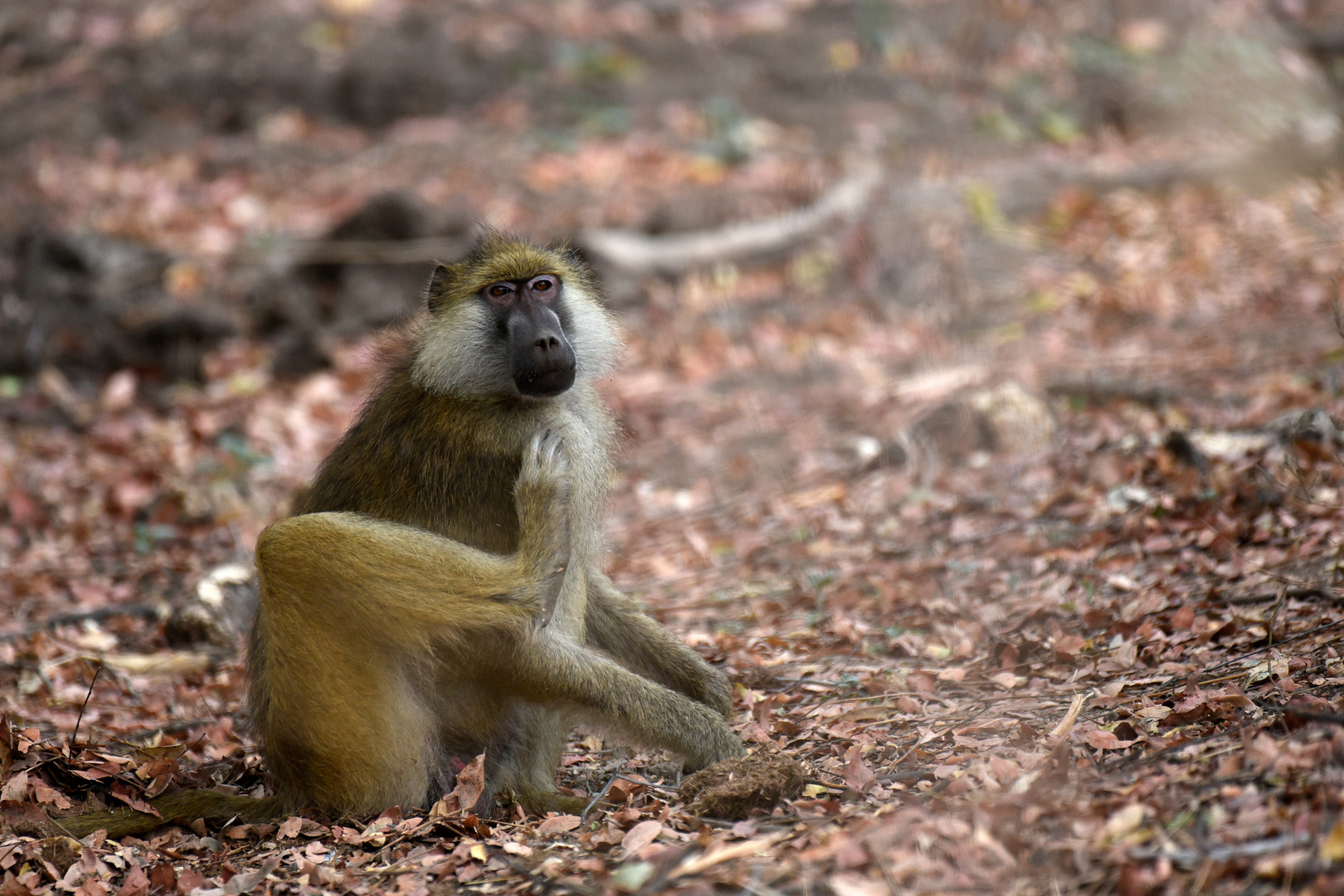 The only relaxed yellow baboon in the neighborhood