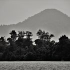 The Orang Utan Island