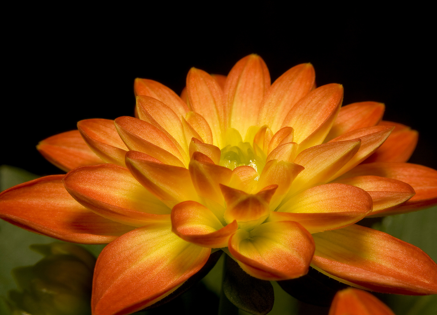 The orange Dahlia