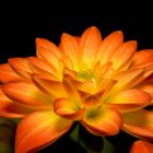 The orange Dahlia