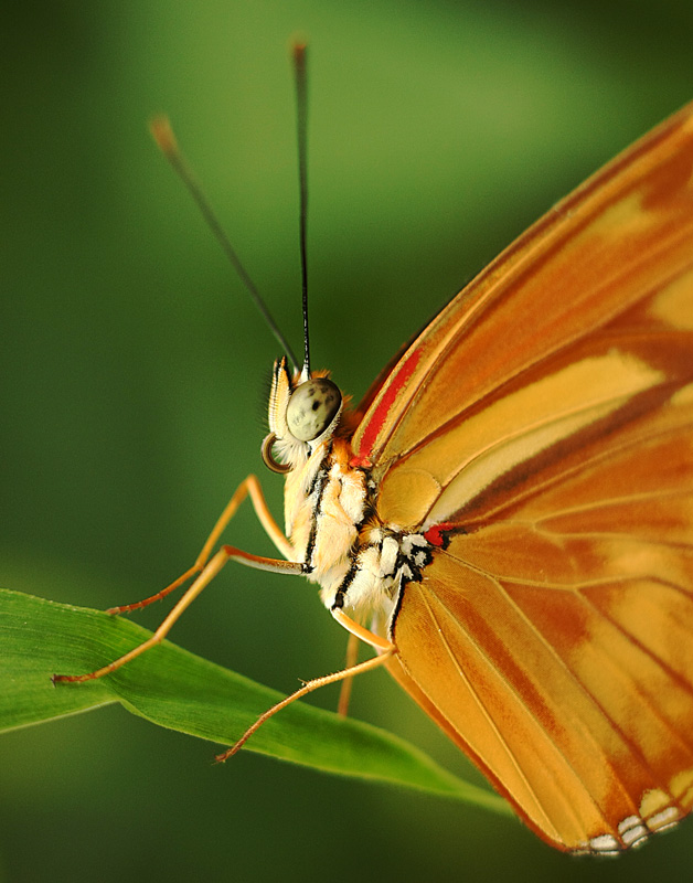 The Orange Flame Butterfly.