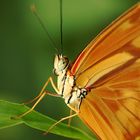 The Orange Flame Butterfly.