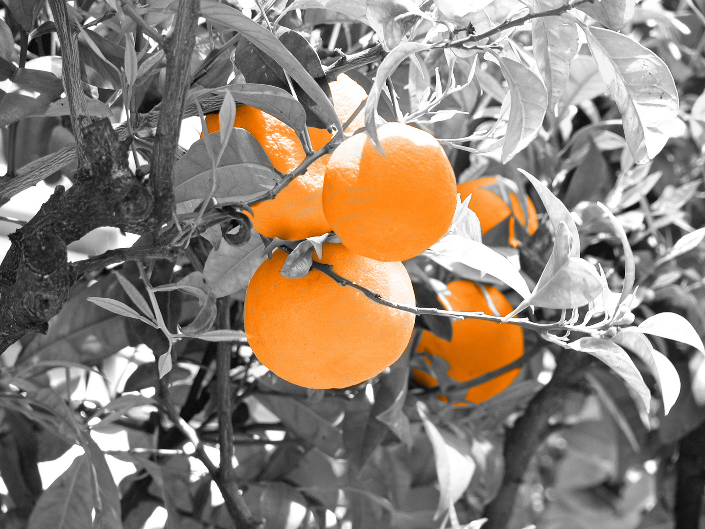 The Orange Grove