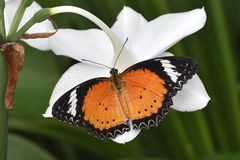 The Orange Lacewing (Cethosia penthesilea)