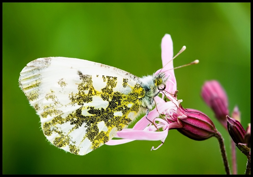 The Orange Tip (Anthocharis cardamines) - female