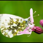 The Orange Tip (Anthocharis cardamines) - female