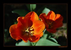 The orange tulip...