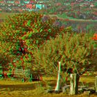 The Orchard 3D