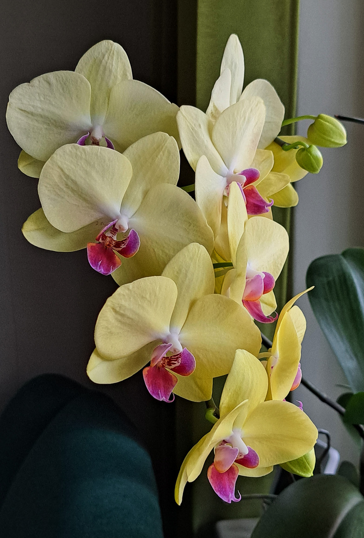 The orchids flowering on our window-sill