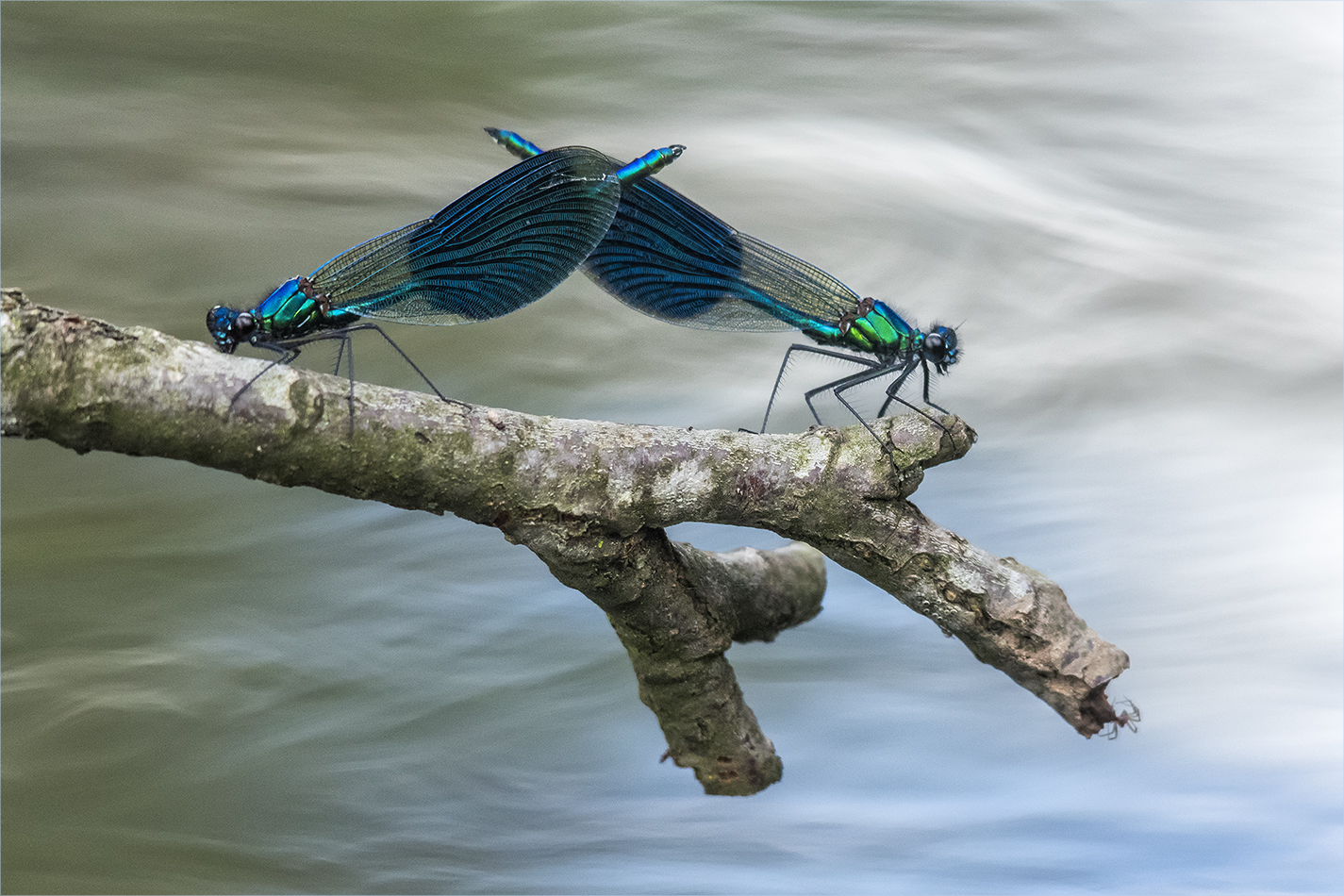 the order of the blue dragonfly