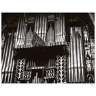 ~ The organ ~