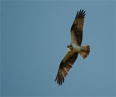 The osprey