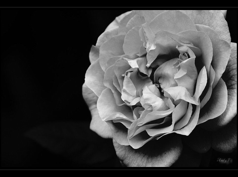 ... the other rose ...