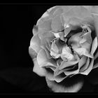 ... the other rose ...