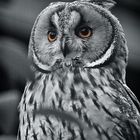 the owl